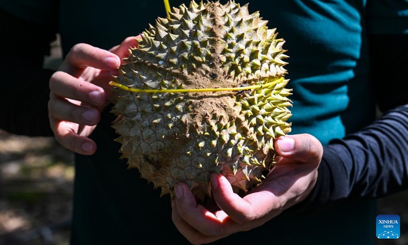 This photo taken on Oct. 16, 2025 shows a Musang King Durian in Raub of Pahang state, Malaysia. Raub in Pahang state, Malaysia is an important durian-producing region. Due to the unique tropical rainforest climate and soil conditions, premium durian varieties such as Musang King Durian from this area are known for their dense flesh and rich flavor. In past years, a significant portion of Raub durians were supplied to the Chinese market through cold chain logistics. (Photo: Xinhua)