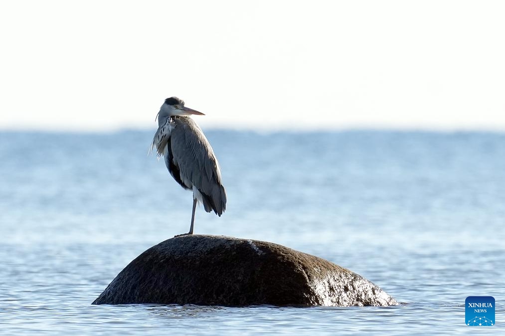 A grey heron is pictured in the Baltic Sea near Engure, at the seashore of the Gulf of Riga, Latvia, Oct. 19, 2025. (Photo: Xinhua)