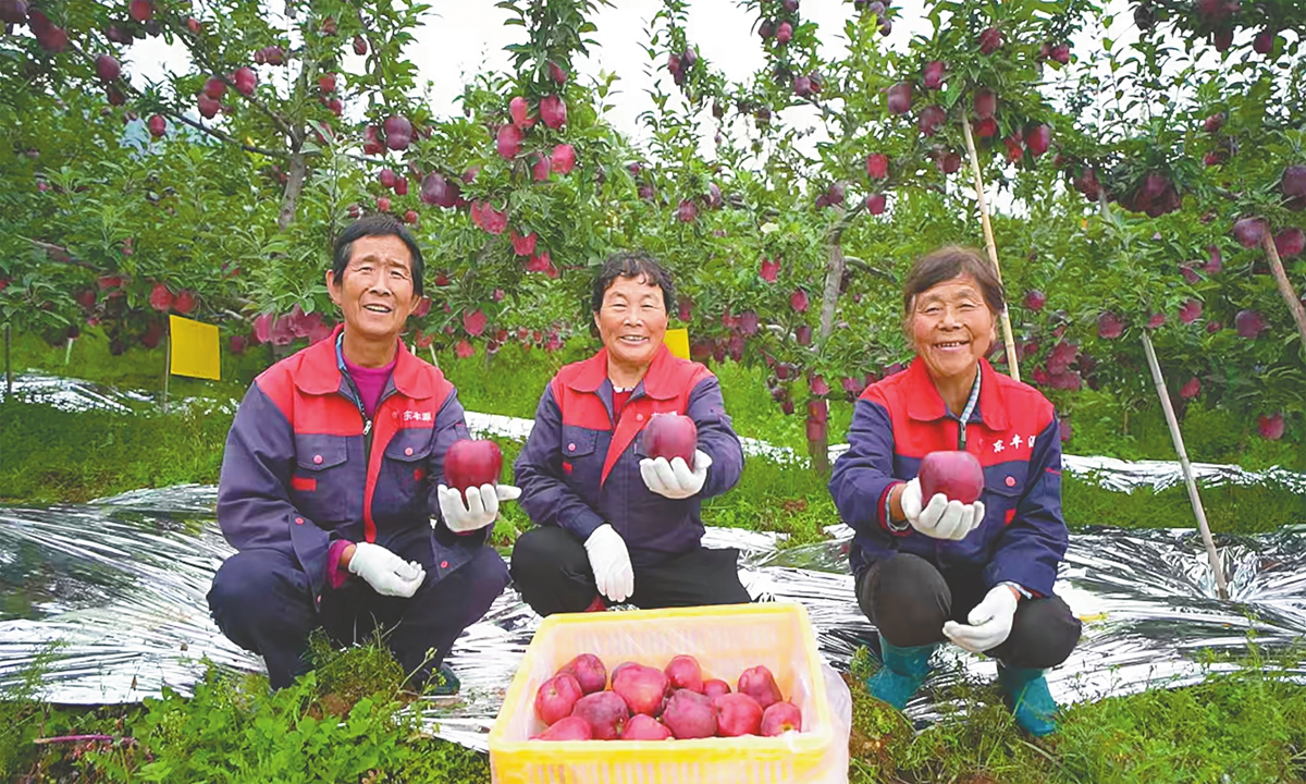 Members of the Dongfengyuan Planting Farmers' Cooperative in Maiji district, Tianshui city, Northwest China's Gansu Province harvest Huaniu apples, smiling amid the joy of a fruitful season.
Photo: Courtesy of China Rural Revitalization magazine
