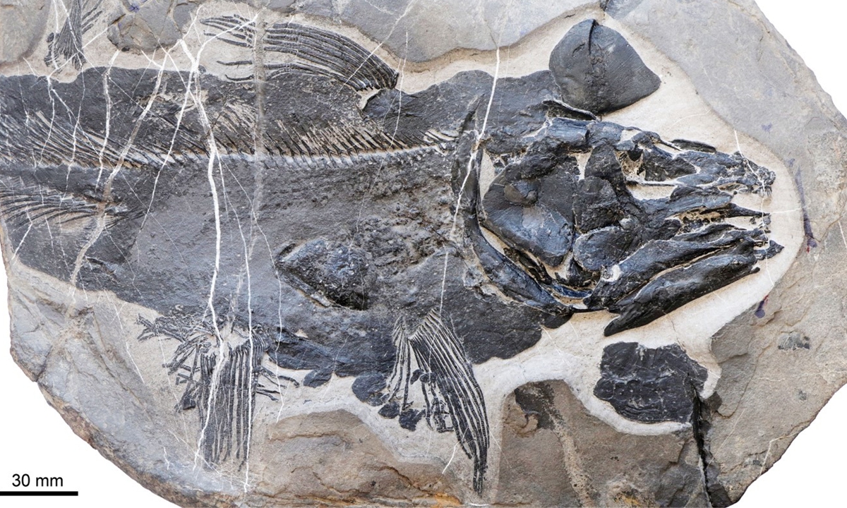 A fossil later confirmed to be a new ancient fish species and named <em>Whiteia</em> <em>anniae</em>  Photo: Courtesy of Xu Guangui 