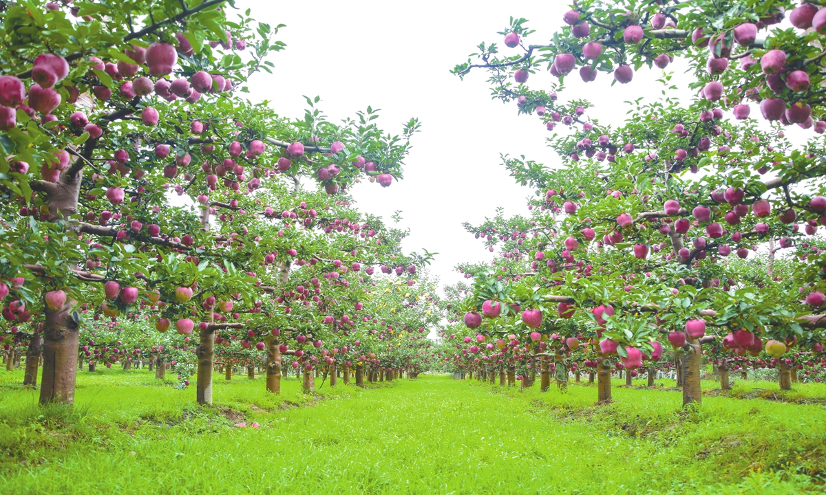 A view of Huaniu apples at the Nanshan base in Maiji district, Tianshui city, Northwest China's Gansu Province
Photo: Courtesy of China Rural Revitalization magazine