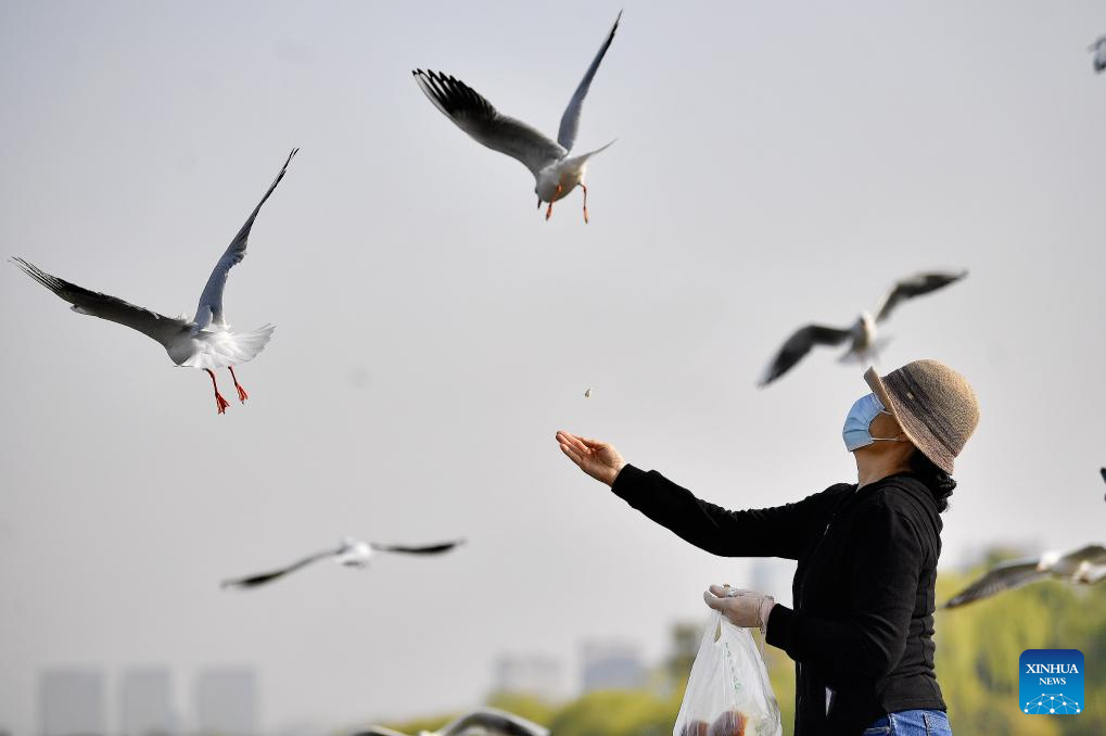 A tourist feeds red-billed gulls at Haibao Park in Yinchuan, northwest China's Ningxia Hui Autonomous Region, on Oct. 15, 2025. (Photo by Li Jing/Xinhua)