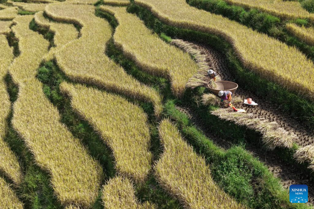 This aerial drone photo taken on Oct. 23, 2025 shows farmers harvesting rice in Tengchong, southwest China's Yunnan Province. Thursday marks the Frost's Descent. As the last solar term in autumn, Frost's Descent signifies the upcoming winter. Days around Frost's Descent are harvest time for most crops. (Photo by Gong Zujin/Xinhua)