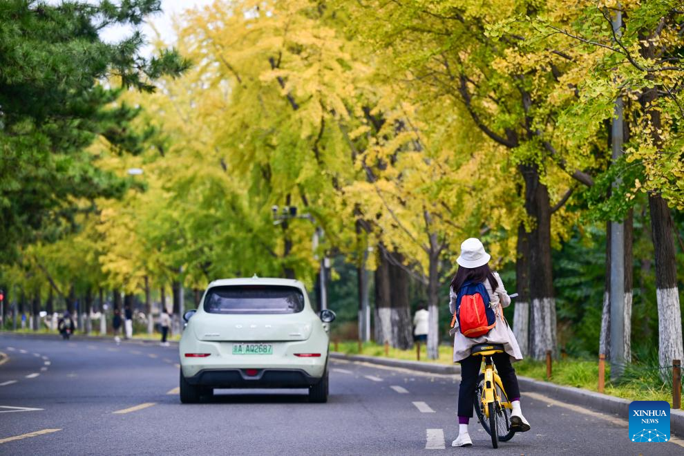 This photo taken on Oct. 23, 2025 shows a view of the autumn scenery at the campus of Tsinghua University in Beijing, capital of China. (Xinhua/Chen Yehua)