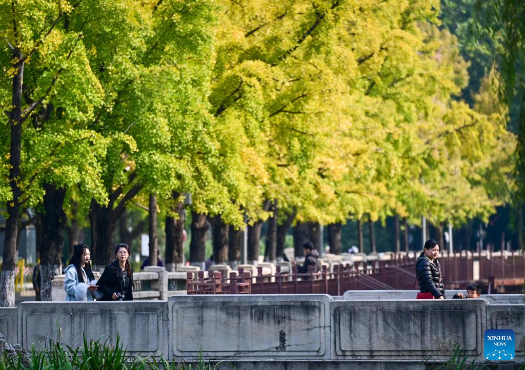 This photo taken on Oct. 23, 2025 shows a view of the autumn scenery at the campus of Tsinghua University in Beijing, capital of China. (Xinhua/Chen Yehua)