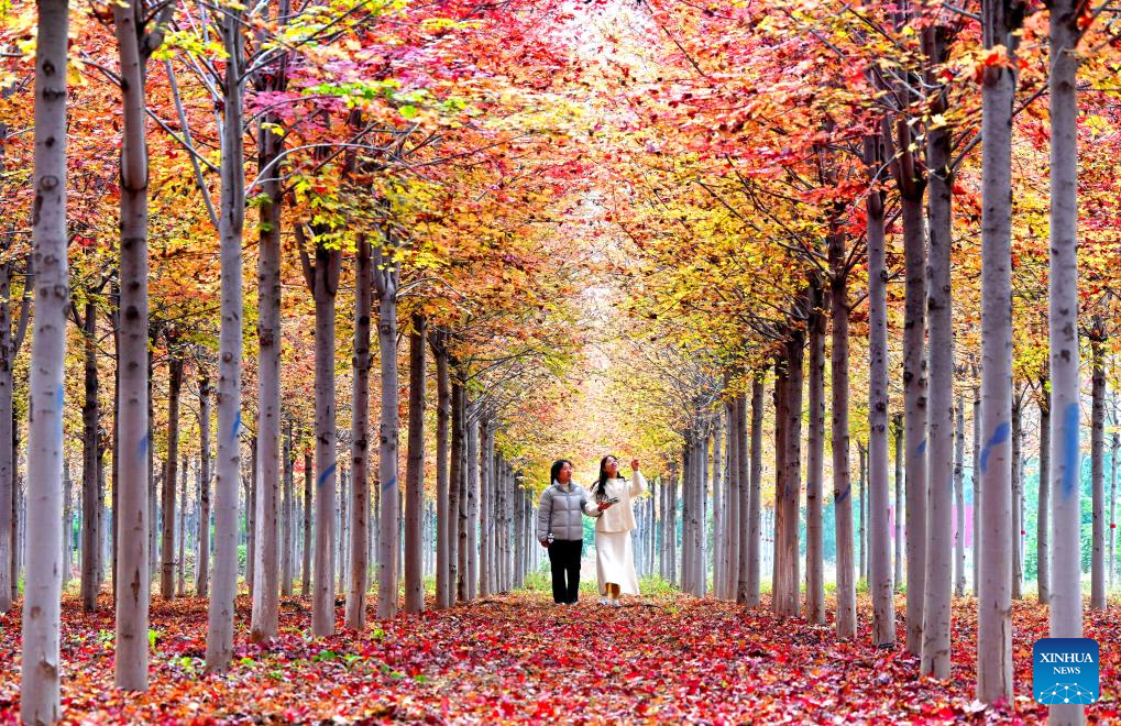People enjoy the autumn scenery at a scenic spot in Handan City, north China's Hebei Province, Oct. 22, 2025. (Photo by Hao Qunying/Xinhua)