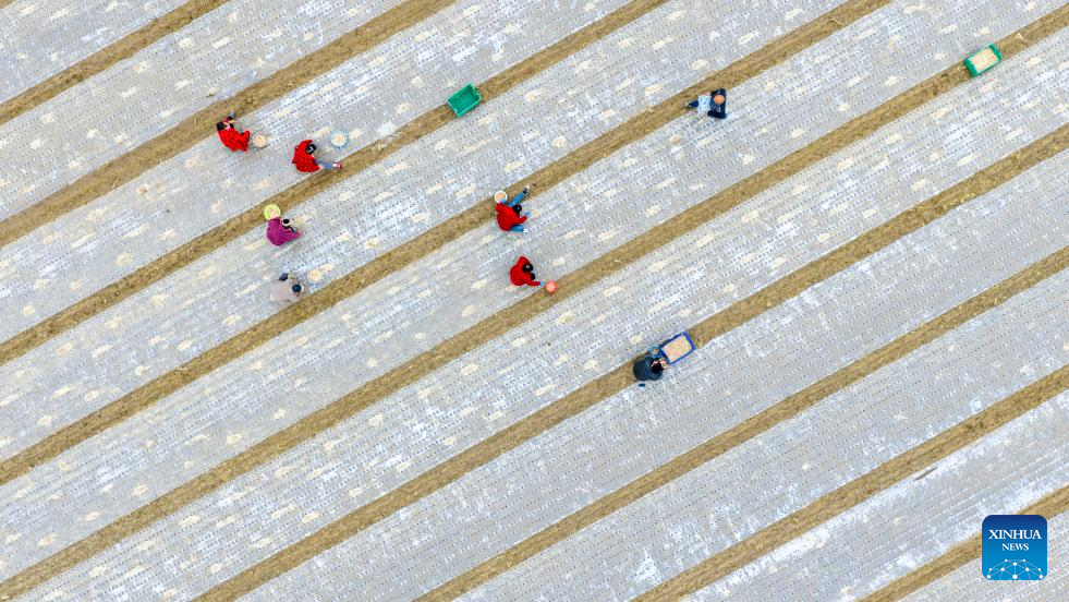 This aerial drone photo taken on Oct. 23, 2025 shows farmers planting garlic in Shangqiu, central China's Henan Province. Thursday marks the Frost's Descent. As the last solar term in autumn, Frost's Descent signifies the upcoming winter. Days around Frost's Descent are harvest time for most crops. (Photo by Xu Zeyuan/Xinhua)