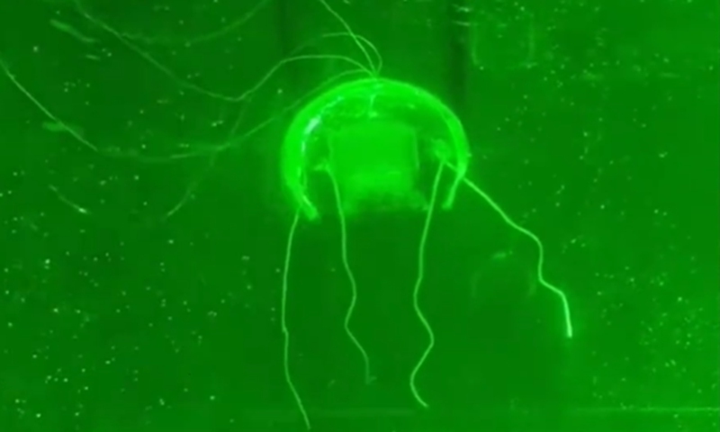 A research team from Northwestern Polytechnical University has successfully developed a fully transparent, jellyfish-shaped bionic robot. Photo: Northwestern Polytechnical University