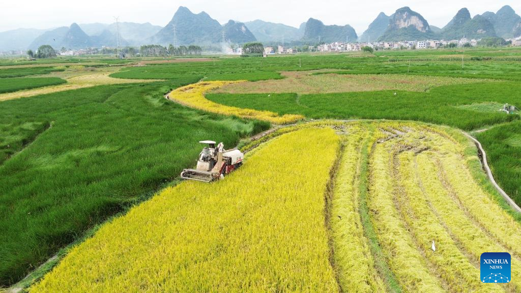 This aerial drone photo taken on Oct. 23, 2025 shows a reaper harvesting rice in Hezhou, south China's Guangxi Zhuang Autonomous Region. Thursday marks the Frost's Descent. As the last solar term in autumn, Frost's Descent signifies the upcoming winter. Days around Frost's Descent are harvest time for most crops. (Photo by Liao Zuping/Xinhua)