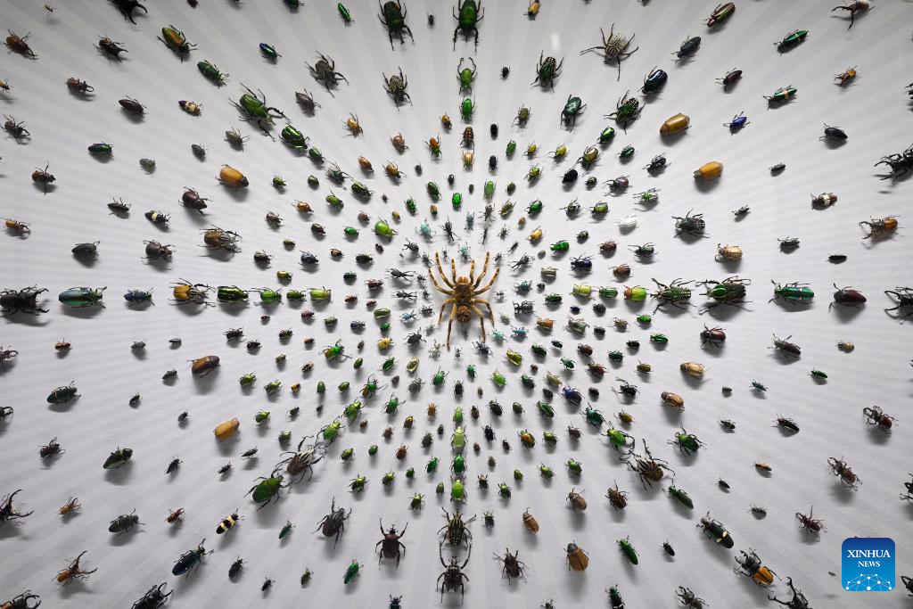 This photo shows specimens at the Insect Museum at the Northwest A&F University Exposition Park in Yangling, northwest China's Shaanxi Province, Oct. 26, 2025. (Xinhua/Li Yibo)