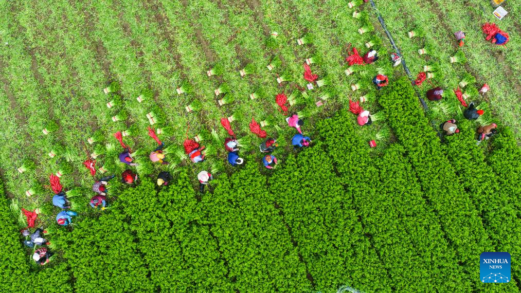 This aerial drone photo taken on Oct. 23, 2025 shows farmers harvesting celery in Dongying, east China's Shandong Province. Thursday marks the Frost's Descent. As the last solar term in autumn, Frost's Descent signifies the upcoming winter. Days around Frost's Descent are harvest time for most crops. (Photo by Liu Yunjie/Xinhua)