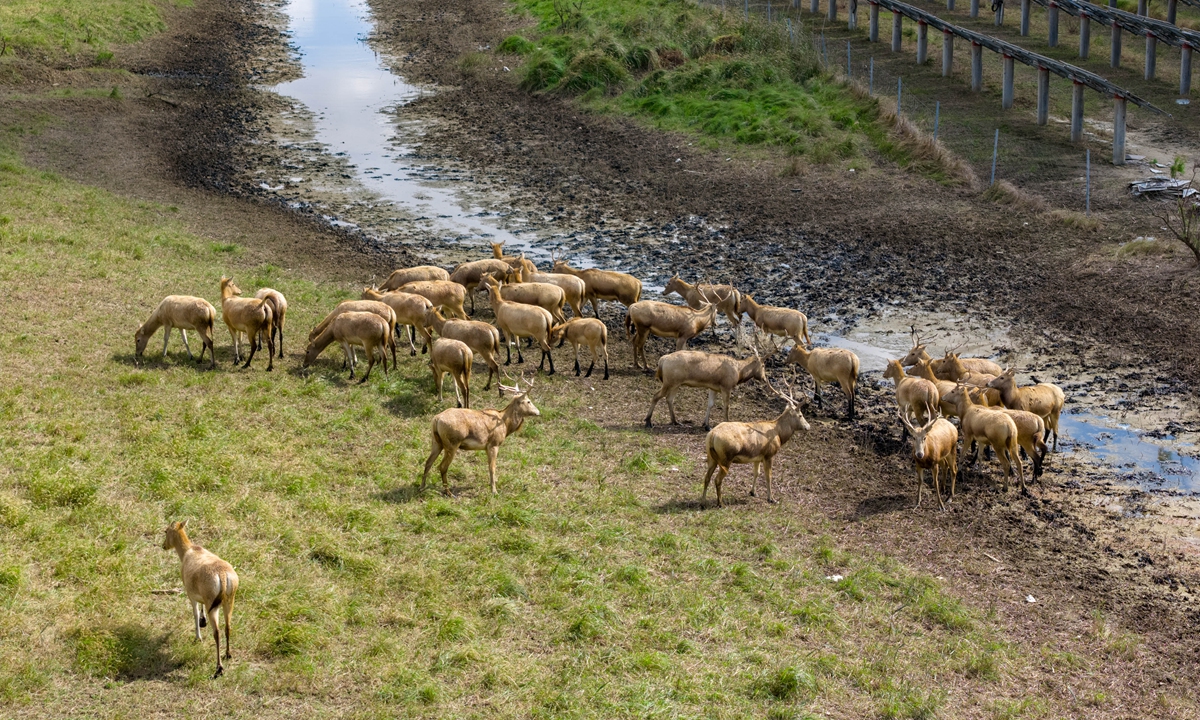 Groups of milu deer inhabite and frolick at a milu deer nature reserve in Yancheng, East China's Jiangsu Province, on October 23, 2025. Photo: VCG