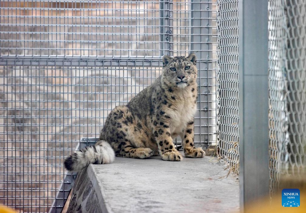 A snow leopard is about to undergo adaptive training at a conservation and research center in Helan Mountain Nature Reserve in northwest China's Ningxia Hui Autonomous Region, Oct. 24, 2025. In recent years, Ningxia has advanced the protection of snow leopards in the Helan Mountains by establishing a dedicated conservation and research center. The whole conservation chain includes the rescue, safe transfer, adaptive training, release, post-release monitoring, and field observation of snow leopards. (Photo: Xinhua)