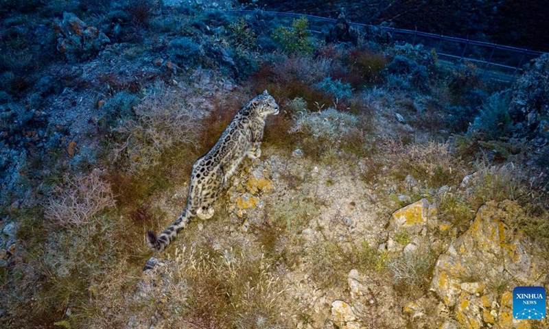 This drone photo shows a snow leopard undergoing adaptive training at a conservation and research center in Helan Mountain Nature Reserve in northwest China's Ningxia Hui Autonomous Region, Oct. 24, 2025. In recent years, Ningxia has advanced the protection of snow leopards in the Helan Mountains by establishing a dedicated conservation and research center. The whole conservation chain includes the rescue, safe transfer, adaptive training, release, post-release monitoring, and field observation of snow leopards. (Photo: Xinhua)