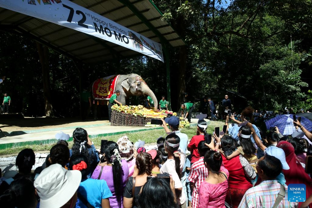 Mo Mo, a renowned female Asian elephant at the Yangon Zoological Gardens, enjoys a cake made of fruits and vegetables in Yangon, Myanmar, Oct. 26, 2025. Myanmar's beloved elephant, Mo Mo, celebrated her 72nd birthday at the zoo on Sunday. (Photo: Xinhua)