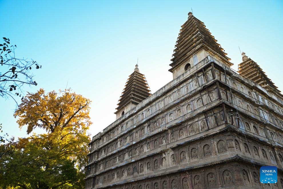 This photo taken on Oct. 26, 2025 shows pagodas and ginkgo trees at the Beijing Stone Carving Art Museum in Beijing, capital of China. At this time when autumn enters into winter, the Beijing Stone Carving Art Museum is adorned with yellowing ginkgo leaves, attracting numerous visitors. (Photo: Xinhua)