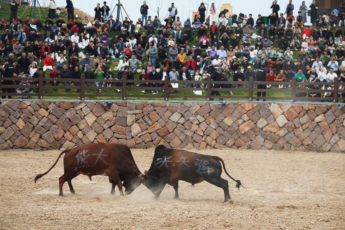 Tourists watch a bullfighting competition in the Houzhai subdistrict of Yiwu, East China's Zhejiang Province, on October 27, 2025, two days ahead of the upcoming Chongyang Festival, an annual festival to show respect and care for the elderly. Bullfighting is a local folk entertainment activity during the Chongyang Festival, which falls on the ninth day of the ninth lunar month of the traditional Chinese calendar, which is Wednesday in 2025. Photo: VCG