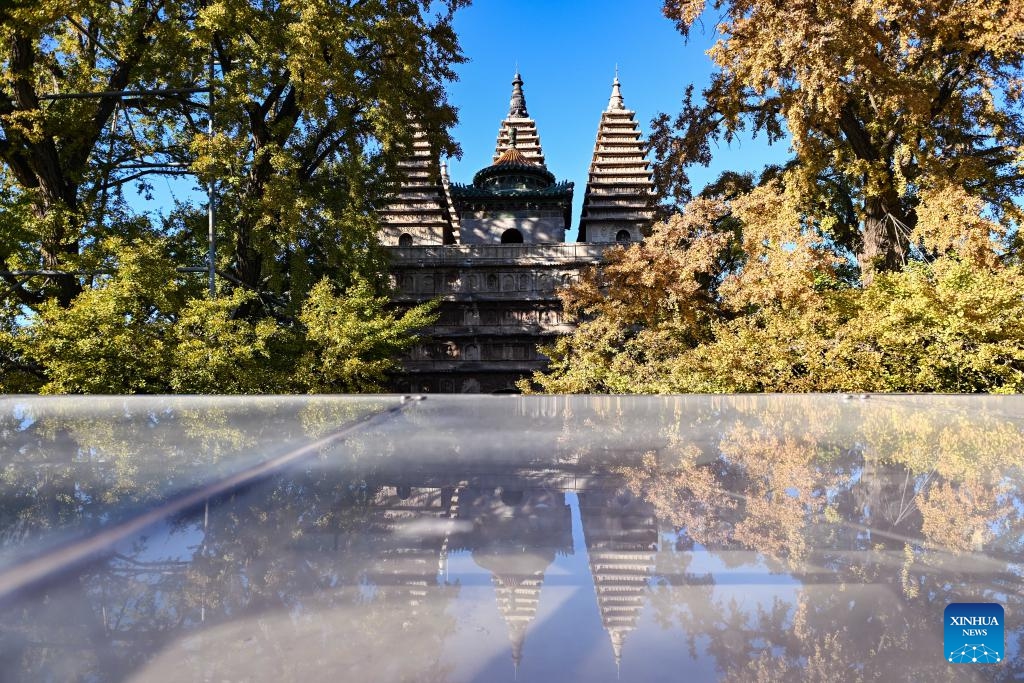 This photo taken on Oct. 26, 2025 shows pagodas and ginkgo trees at the Beijing Stone Carving Art Museum in Beijing, capital of China. At this time when autumn enters into winter, the Beijing Stone Carving Art Museum is adorned with yellowing ginkgo leaves, attracting numerous visitors. (Photo: Xinhua)