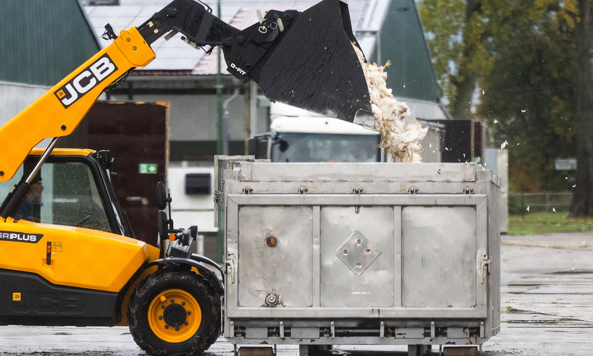 A wheel loader loads dead poultry into a container in Brandenburg, Germany on October 27, 2025. Germany has destroyed more than 400,000 poultry after a wave of bird flu outbreaks swept across several regions, raising fears of a recurrence of one of the country's worst epidemics in recent years. Photo: VCG