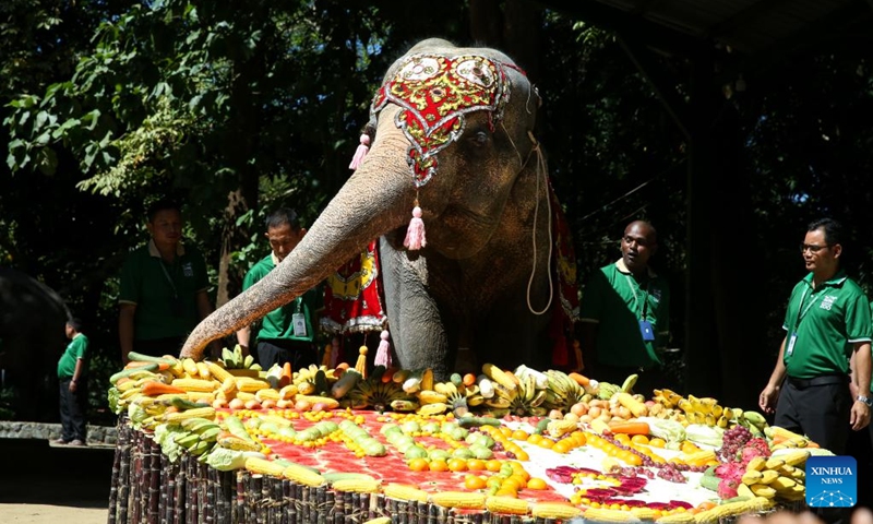 Mo Mo, a renowned female Asian elephant at the Yangon Zoological Gardens, enjoys a cake made of fruits and vegetables in Yangon, Myanmar, Oct. 26, 2025. Myanmar's beloved elephant, Mo Mo, celebrated her 72nd birthday at the zoo on Sunday. (Photo: Xinhua)