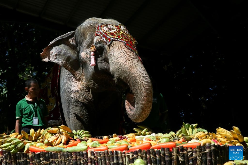 Mo Mo, a renowned female Asian elephant at the Yangon Zoological Gardens, enjoys a cake made of fruits and vegetables in Yangon, Myanmar, Oct. 26, 2025. Myanmar's beloved elephant, Mo Mo, celebrated her 72nd birthday at the zoo on Sunday. (Photo: Xinhua)
