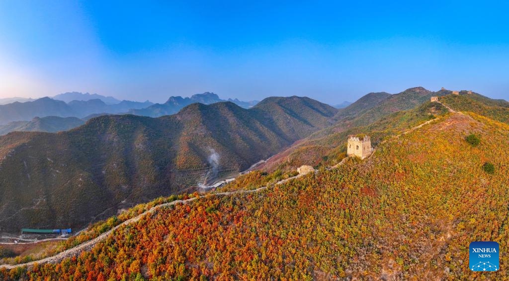 A panoramic aerial drone photo taken on Oct. 25, 2025 shows the autumn scenery of the Dongjiakou section of the Great Wall in Qinhuangdao, north China's Hebei Province. (Photo: Xinhua)