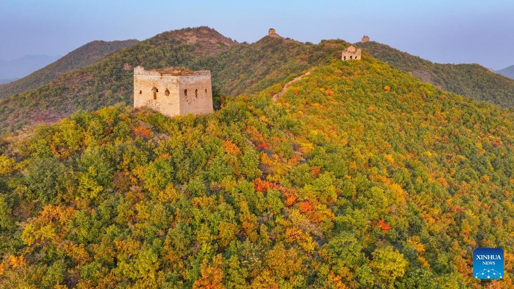 A drone photo taken on Oct. 25, 2025 shows the autumn scenery of the Dongjiakou section of the Great Wall in Qinhuangdao, north China's Hebei Province.  (Photo: Xinhua)