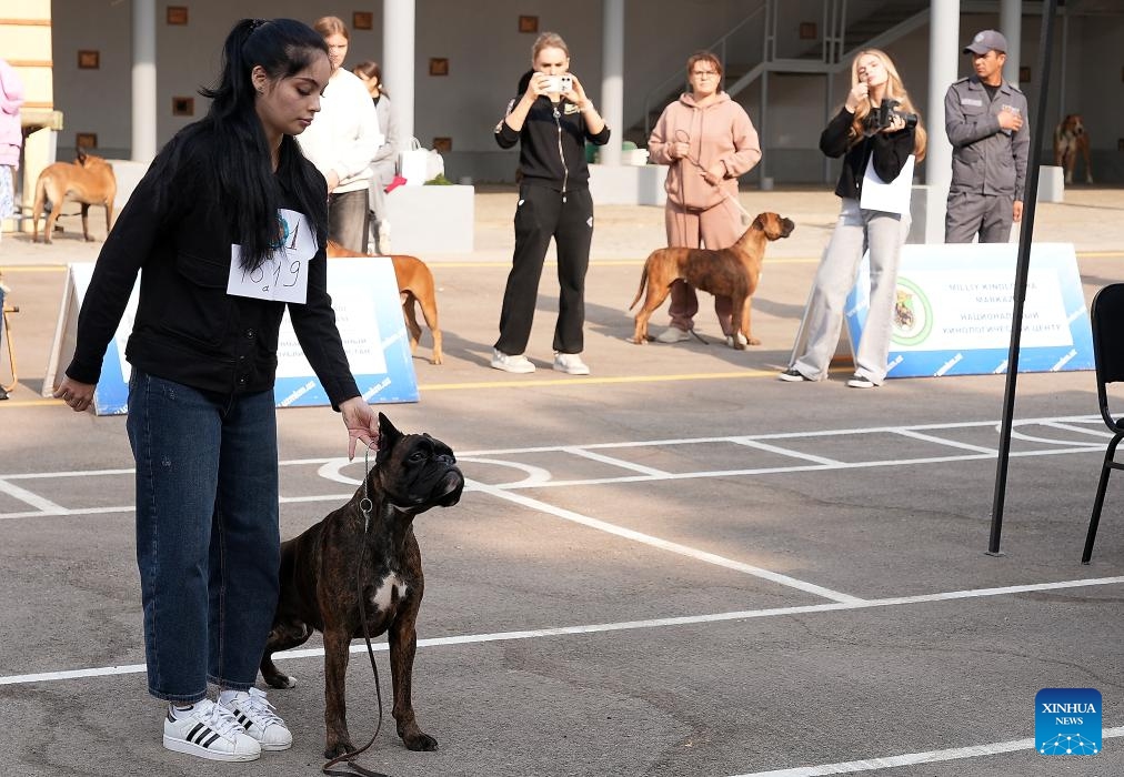 A dog is seen during a showcase of a dog festival in Tashkent, Uzbekistan, Oct. 26, 2025. The event brought together a wide variety of dog breeds alongside professionally trained working dogs, as local visitors enthusiastically marveled at dog performances presented by experts. (Photo: Xinhua)