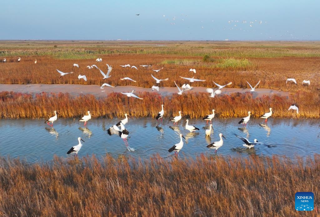 A drone photo taken on Oct. 21, 2025 shows oriental white storks and Eurasian spoonbills at Yellow River Estuary in Dongying, east China's Shandong Province. In recent years, Shandong Province has launched initiatives to build beautiful bays through nearshore pollution control, marine ecosystem protection, and coastal environment improvement. The overall quality of the marine ecology here has continued to improve, and six bays across the province have been recognized as outstanding examples of beautiful bays by the Ministry of Ecology and Environment. (Photo: Xinhua)