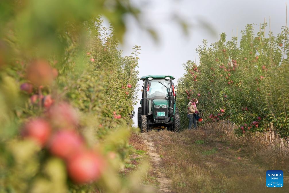 A farmer picks apples at a plantation in Shapotou District of Zhongwei, northwest China's Ningxia Hui Autonomous Region, Oct. 25, 2025. Shapotou District has actively developed its apple industry by cultivating new apple varieties, improving soil fertility, promoting new technologies, and facilitating integration of production and marketing. The region's apple planting area has reached 79,000 mu (about 5,266.67 hectares) with a comprehensive output value exceeding 800 million yuan (about 112.5 million U.S.dollars). (Photo: Xinhua)