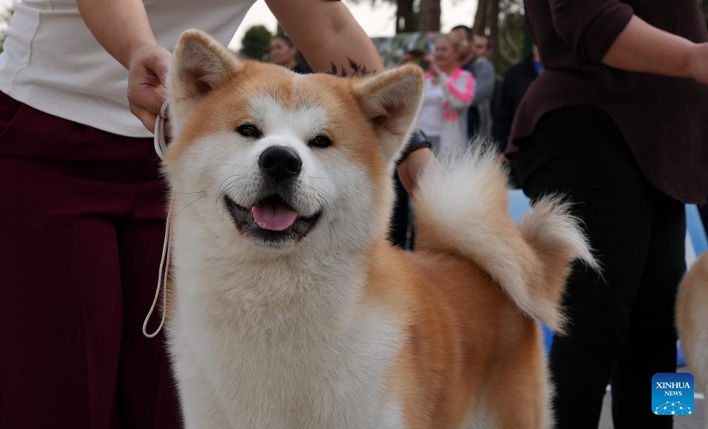 A pet dog is seen during a dog festival in Tashkent, Uzbekistan, Oct. 26, 2025. The event brought together a wide variety of dog breeds alongside professionally trained working dogs, as local visitors enthusiastically marveled at dog performances presented by experts. (Photo: Xinhua)
