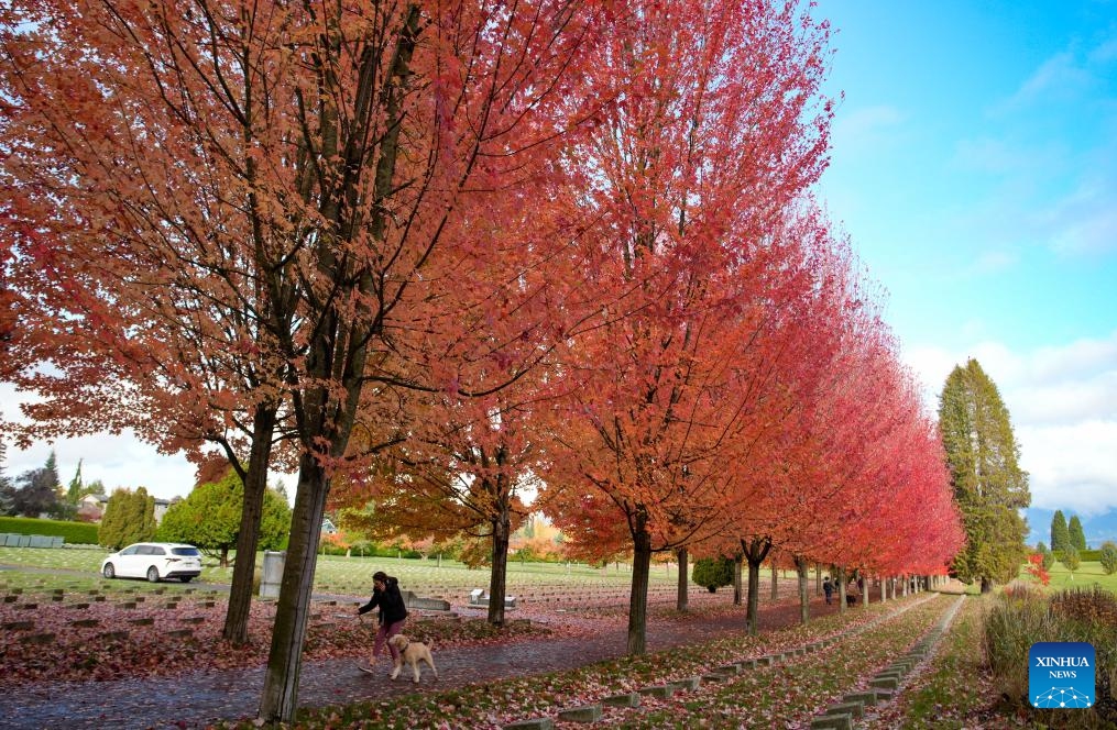 A woman walks under a canopy of autumn foliage along a street in Vancouver, British Columbia, Canada, Oct. 27, 2025. (Photo: Xinhua)