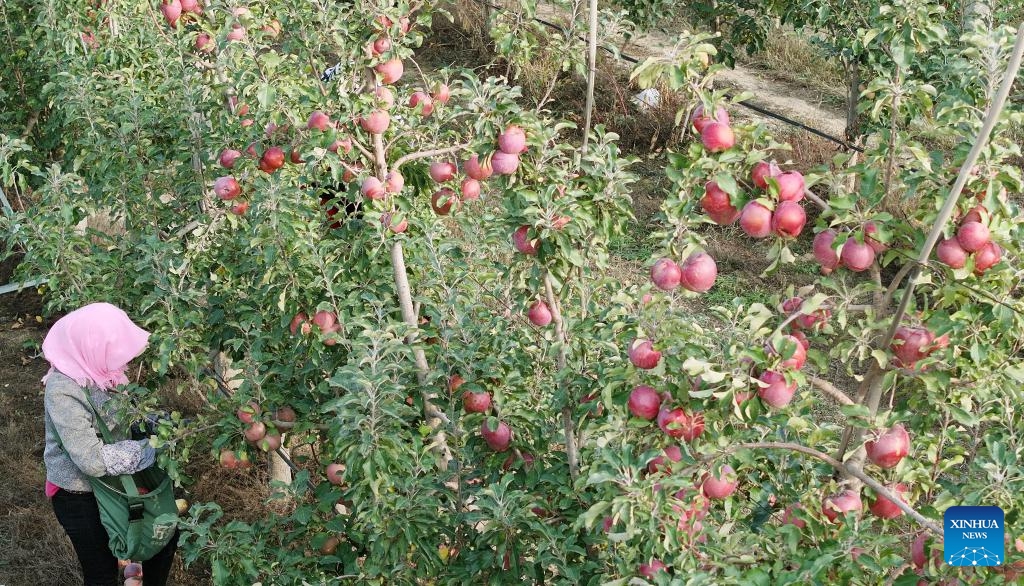 An aerial drone photo shows a farmer picking apples at a plantation in Shapotou District of Zhongwei, northwest China's Ningxia Hui Autonomous Region, Oct. 25, 2025. Shapotou District has actively developed its apple industry by cultivating new apple varieties, improving soil fertility, promoting new technologies, and facilitating integration of production and marketing. The region's apple planting area has reached 79,000 mu (about 5,266.67 hectares) with a comprehensive output value exceeding 800 million yuan (about 112.5 million U.S.dollars). (Photo: Xinhua)