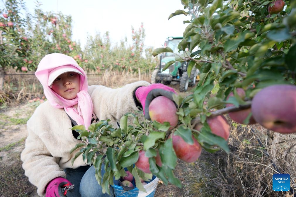 A farmer picks apples at a plantation in Shapotou District of Zhongwei, northwest China's Ningxia Hui Autonomous Region, Oct. 25, 2025. Shapotou District has actively developed its apple industry by cultivating new apple varieties, improving soil fertility, promoting new technologies, and facilitating integration of production and marketing. The region's apple planting area has reached 79,000 mu (about 5,266.67 hectares) with a comprehensive output value exceeding 800 million yuan (about 112.5 million U.S.dollars). (Photo: Xinhua)