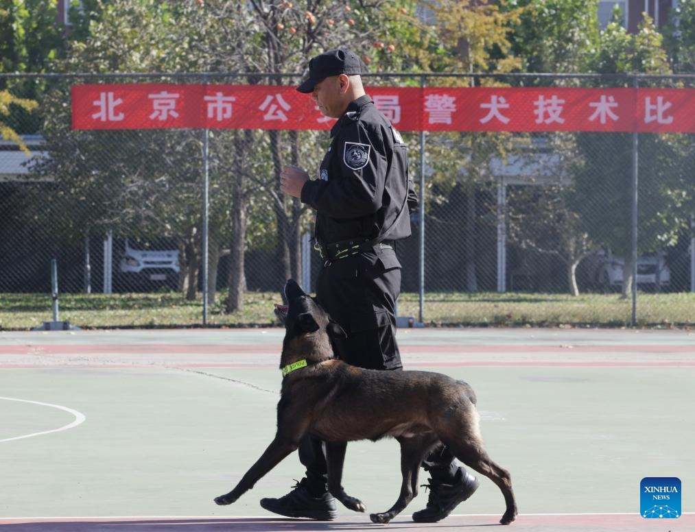 A contestant and a dog participate in a contest during a police dog skills competition in Beijing, capital of China, Oct. 27, 2025. The police dog skills competition of Beijing Municipal Public Security Bureau was held in Beijing from Oct. 24 to 27, with a total of 125 contestants and 108 police dogs from 19 teams attending the event.  (Photo: Xinhua)