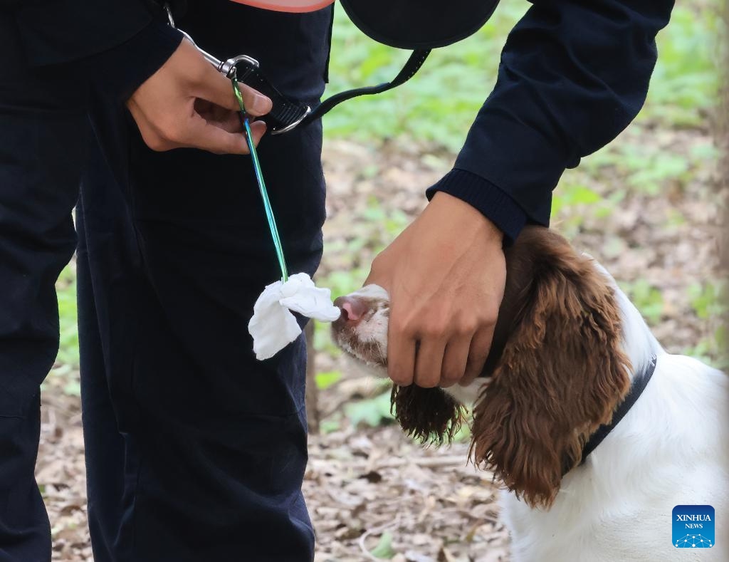 A dog participates in a contest during a police dog skills competition in Beijing, capital of China, Oct. 24, 2025. The police dog skills competition of Beijing Municipal Public Security Bureau was held in Beijing from Oct. 24 to 27, with a total of 125 contestants and 108 police dogs from 19 teams attending the event. (Photo: Xinhua)