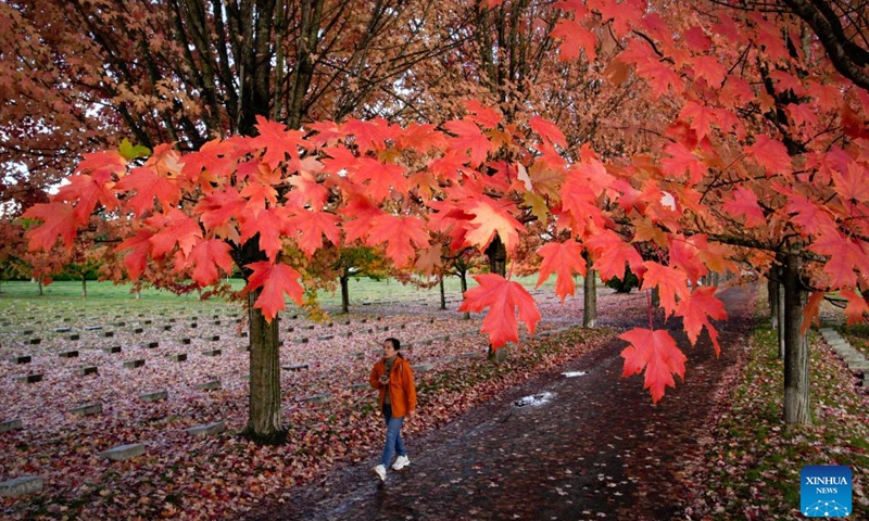 A woman walks under a canopy of autumn foliage along a street in Vancouver, British Columbia, Canada, Oct. 27, 2025. (Photo: Xinhua)