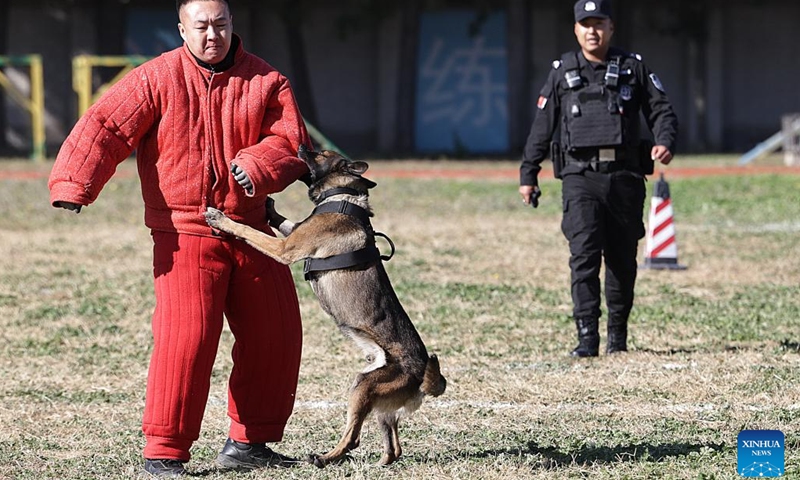 A dog participates in a contest during a police dog skills competition in Beijing, capital of China, Oct. 26, 2025. The police dog skills competition of Beijing Municipal Public Security Bureau was held in Beijing from Oct. 24 to 27, with a total of 125 contestants and 108 police dogs from 19 teams attending the event. (Photo: Xinhua)
