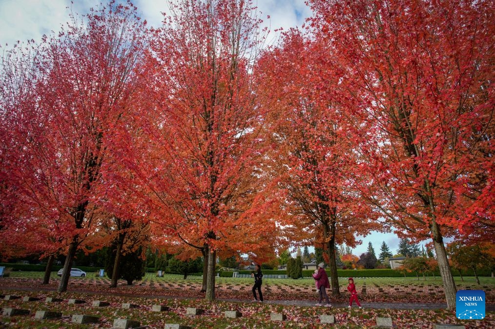 People walk under a canopy of autumn foliage along a street in Vancouver, British Columbia, Canada, Oct. 27, 2025. (Photo: Xinhua)