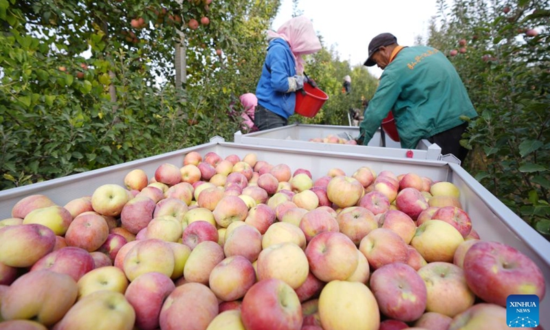 Farmers harvest apples at a plantation in Shapotou District of Zhongwei, northwest China's Ningxia Hui Autonomous Region, Oct. 25, 2025. Shapotou District has actively developed its apple industry by cultivating new apple varieties, improving soil fertility, promoting new technologies, and facilitating integration of production and marketing. The region's apple planting area has reached 79,000 mu (about 5,266.67 hectares) with a comprehensive output value exceeding 800 million yuan (about 112.5 million U.S.dollars). (Photo: Xinhua)