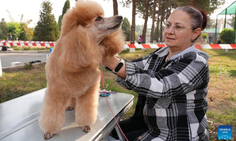 A local resident reacts with her dog during a dog festival in Tashkent, Uzbekistan, Oct. 26, 2025. The event brought together a wide variety of dog breeds alongside professionally trained working dogs, as local visitors enthusiastically marveled at dog performances presented by experts. (Photo: Xinhua)