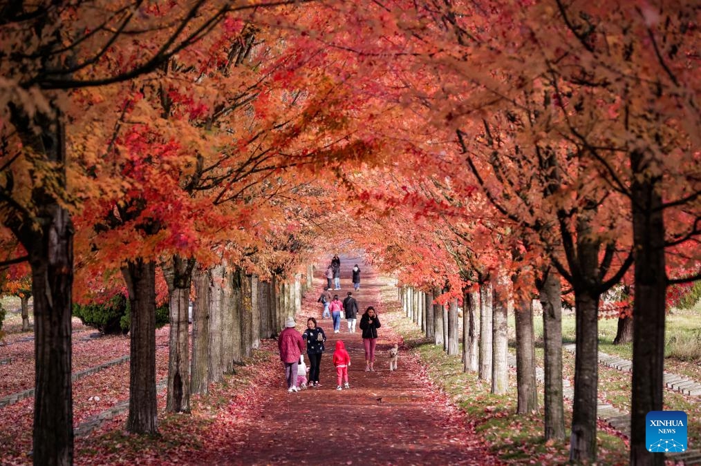 People walk under a canopy of autumn foliage along a street in Vancouver, British Columbia, Canada, Oct. 27, 2025. (Photo: Xinhua)