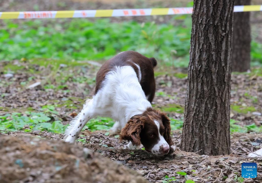 A dog participates in a contest during a police dog skills competition in Beijing, capital of China, Oct. 24, 2025. The police dog skills competition of Beijing Municipal Public Security Bureau was held in Beijing from Oct. 24 to 27, with a total of 125 contestants and 108 police dogs from 19 teams attending the event. (Photo: Xinhua)