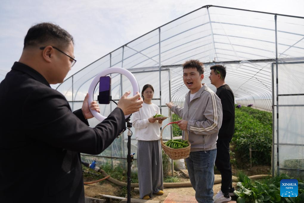 A streamer sells chili peppers via live-streaming at a greenhouse of a chili pepper industry park in Shanghu Township of Gao'an City, east China's Jiangxi Province, Oct. 29, 2025. In recent years, the chili pepper industry park in Shanghu Township of Gao'an has actively expanded sales through internet live-streaming and other methods. (Xinhua/Zhou Mi)
