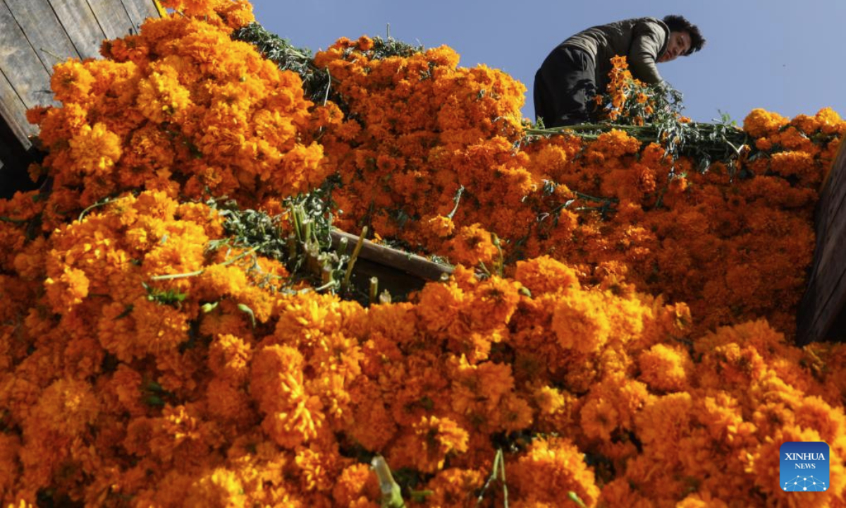 A vendor unloads marigold flowers, known as cempasuchil, used during Day of the Dead celebrations, at the central de Abasto market in Mexico City, Oct. 29, 2025. (Photo by Francisco Canedo/Xinhua)