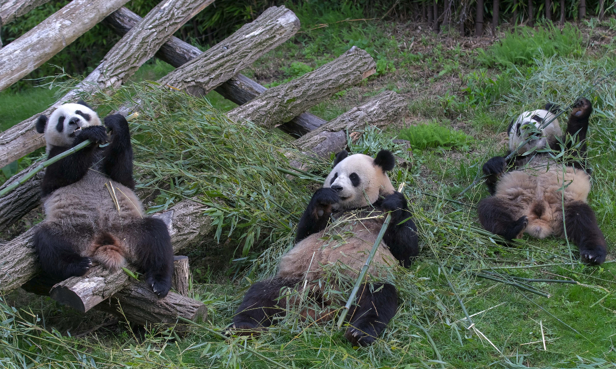 Giant panda cubs Bao Di (right) and Bao Mei (left) eat bamboo with their mother Hao Hao at Pairi Daiza zoo in Belgium on August 8, 2021. Photo: VCG