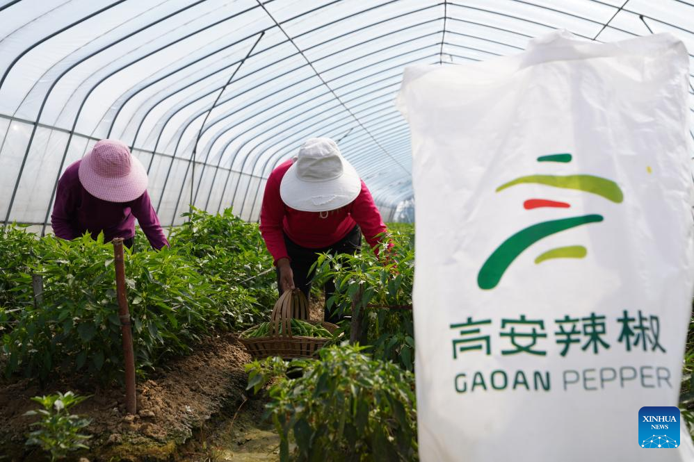 Farmers pick chili peppers at a greenhouse of a chili pepper industry park in Shanghu Township of Gao'an City, east China's Jiangxi Province, Oct. 29, 2025. In recent years, the chili pepper industry park in Shanghu Township of Gao'an has actively expanded sales through internet live-streaming and other methods. (Xinhua/Dai Mingxuan)