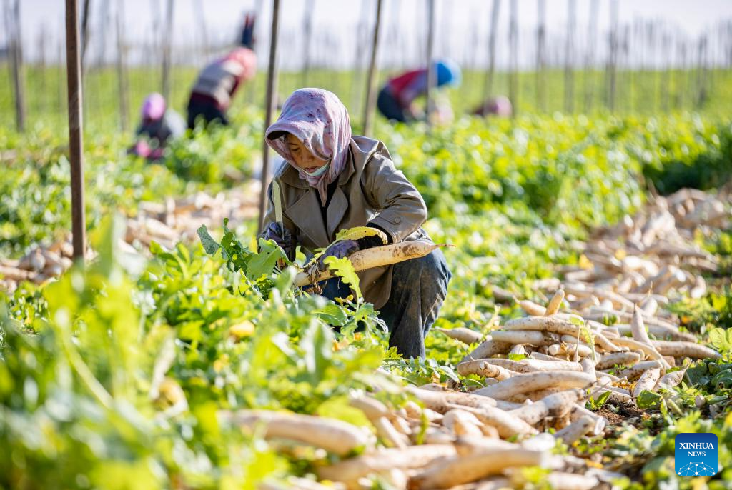 Farmers harvest white radishes at Hongde Village of Hongsibu District in Wuzhong City, northwest China's Ningxia Hui Autonomous Region, on Oct. 29, 2025. Hongsibu District of Wuzhong has now entered the harvest season of 15,200 mu (about 1,013.33 hectares) of radishes. (Xinhua/Yang Zhisen)