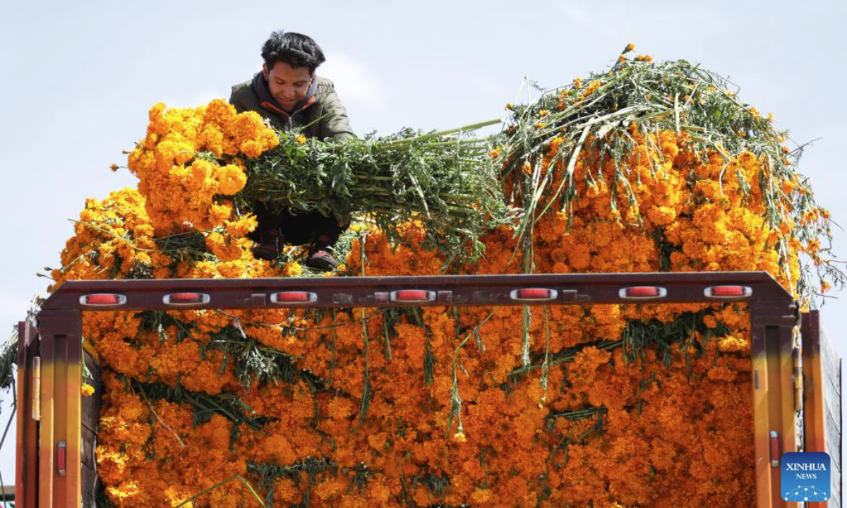 A vendor unloads marigold flowers, known as cempasuchil, used during Day of the Dead celebrations, at the central de Abasto market in Mexico City, Oct. 29, 2025. (Photo by Francisco Canedo/Xinhua)