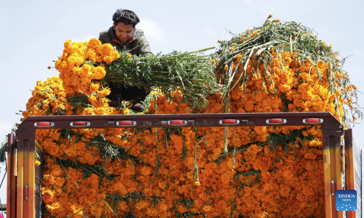 A vendor unloads marigold flowers, known as cempasuchil, used during Day of the Dead celebrations, at the central de Abasto market in Mexico City, Oct. 29, 2025. (Photo by Francisco Canedo/Xinhua)